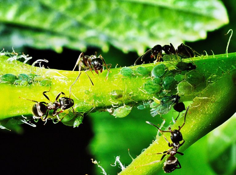 How to Get Rid of Ants in Your Vegetable Garden (3 Easy